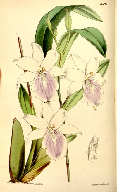 Illustration von Miltonia regnellii von Walter Hood Fitch